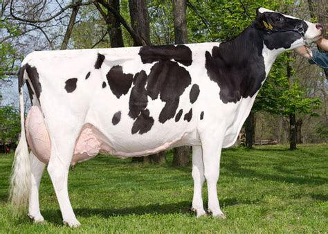 Holstein Friesian .